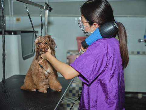 给泰迪犬梳毛