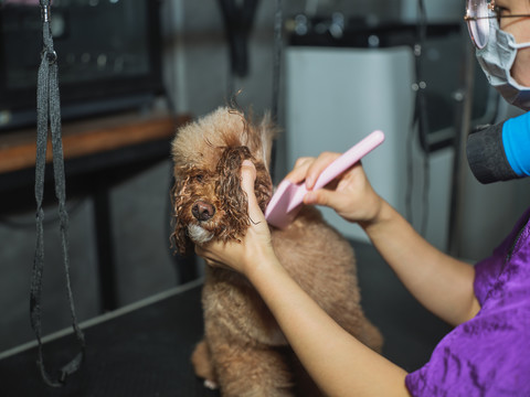 给泰迪犬梳毛