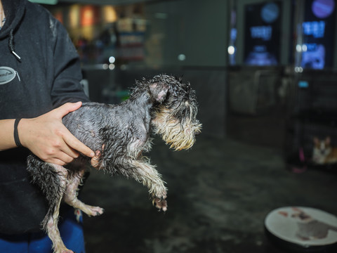 雪纳瑞犬