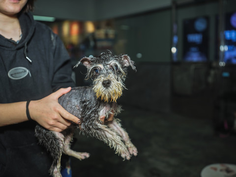 雪纳瑞犬