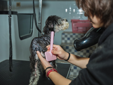 雪纳瑞犬