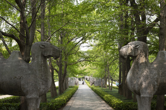 春天里的明孝陵石像路神道