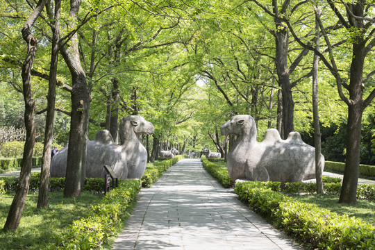 春天里的明孝陵石像路神道