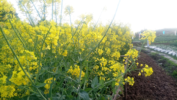 油菜花