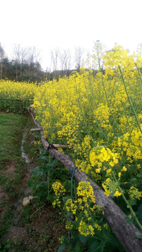 油菜花