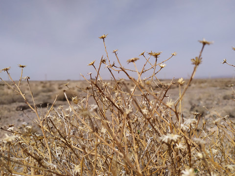 戈壁滩植物特写