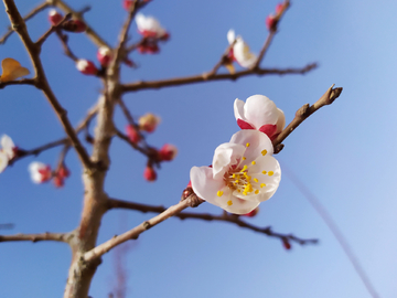 枝头梅花特写