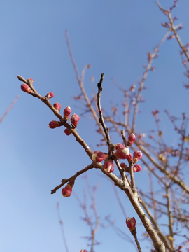 枝头梅花特写