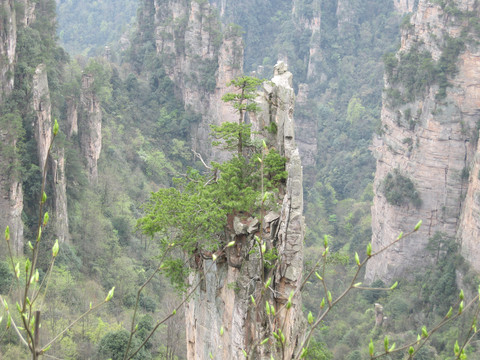 天子山景区石柱