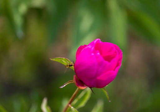 芍药花