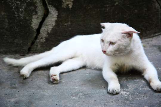 猫咪白猫