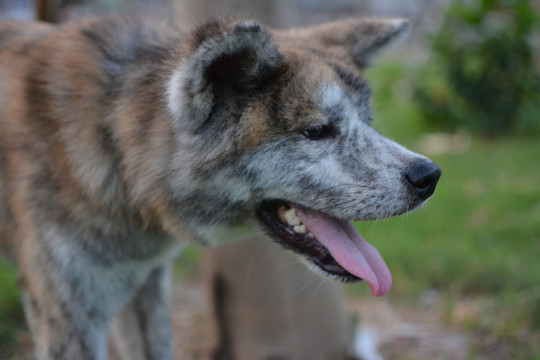 秋田犬虎皮秋田日系秋田犬