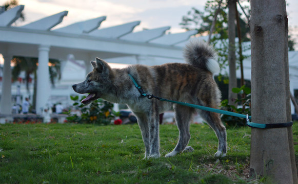 虎斑秋田犬宠物犬家庭宠物