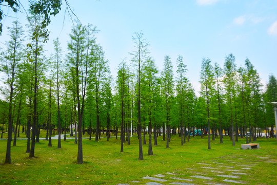 公园绿化树