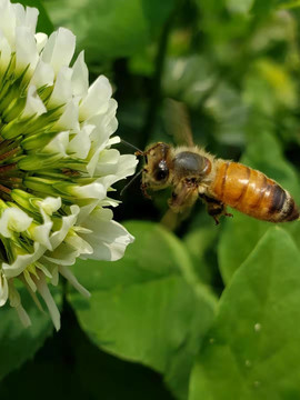 春天的蜜蜂