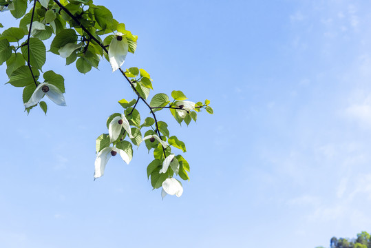 鸽子花1珙桐树