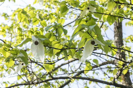 鸽子花1珙桐树