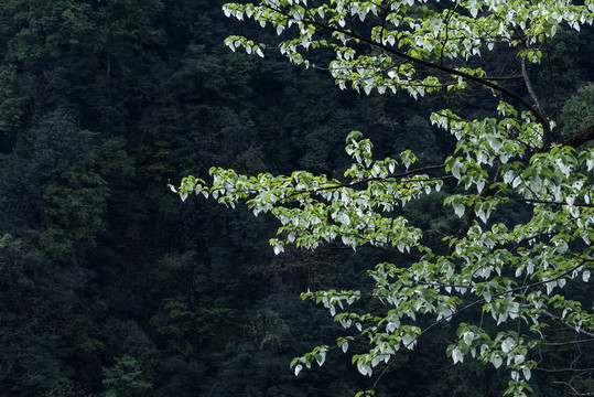 鸽子花1珙桐树