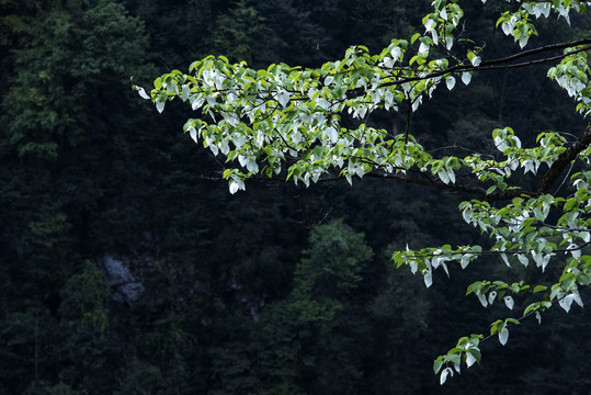 鸽子花1珙桐树