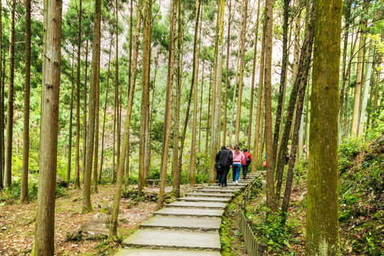 雁荡山杉林小道