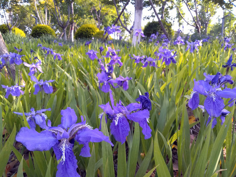 双鹤湖公园