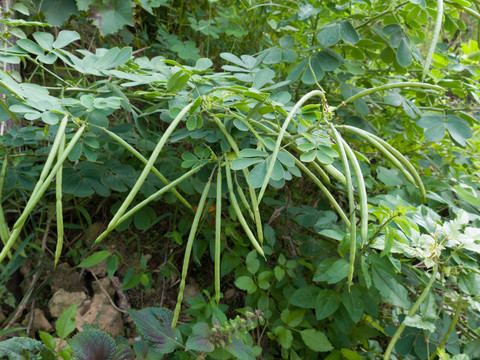 豆科植物决明荚果