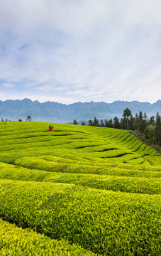 鹤峰木耳山茶园