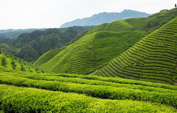 鹤峰木耳山茶园