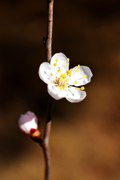 白色杏花