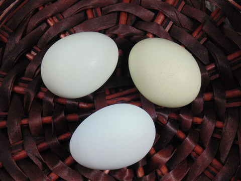 蓝壳鸡蛋