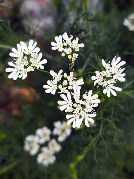 川芎花