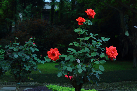 红色月季花玫瑰花
