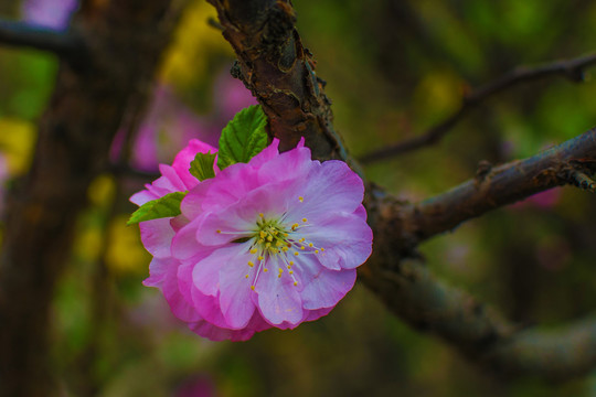 树杆上的一朵榆叶梅花