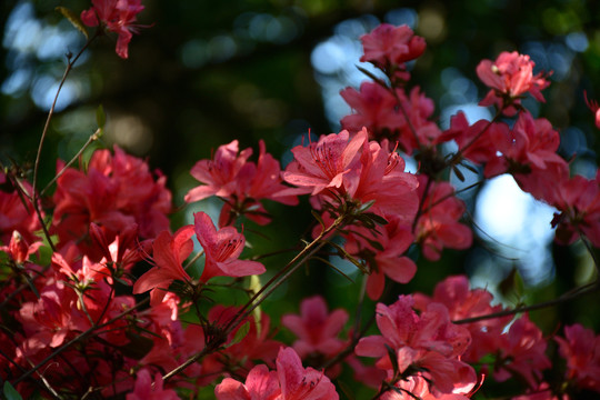 杜鹃花素材