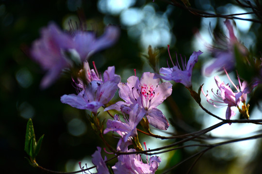 杜鹃花素材