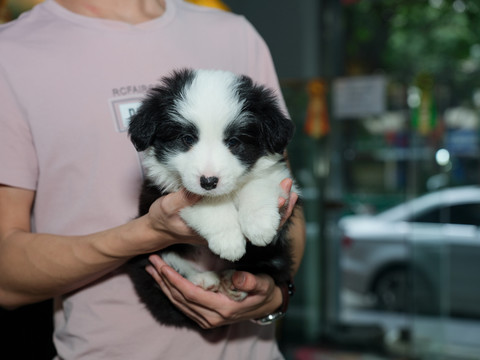 边境牧羊犬