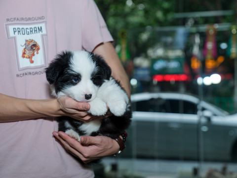 边境牧羊犬