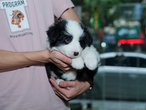 边境牧羊犬