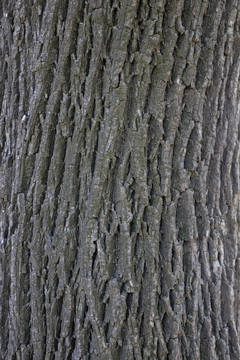 树纹素材