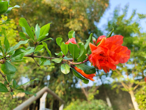 石榴花一枝独秀