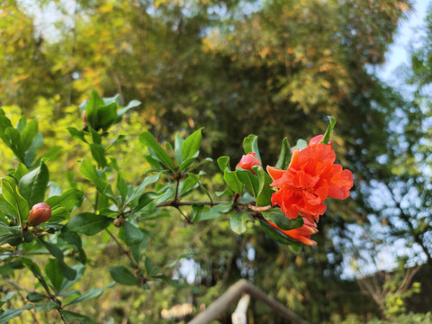 石榴花枝叶