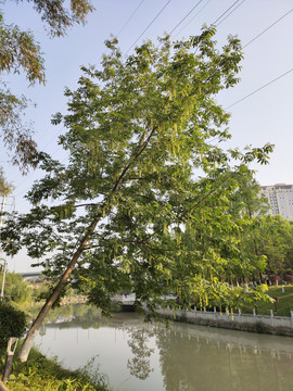 河边的枫杨树
