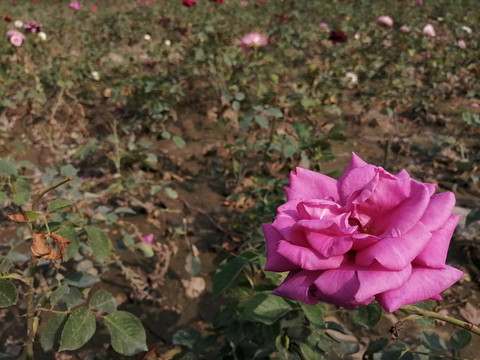 月季花玫瑰花