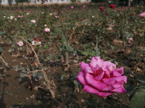 月季花玫瑰花