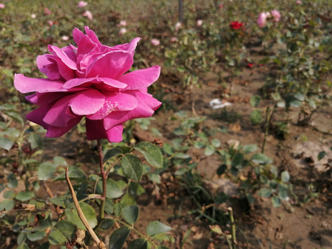 月季花玫瑰花图