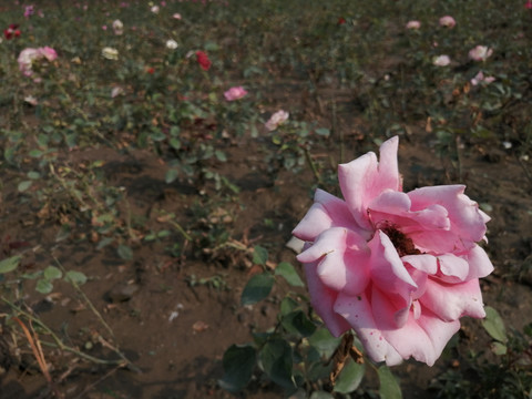 月季花玫瑰花图