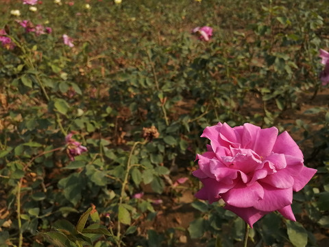 月季花玫瑰花牡丹花图