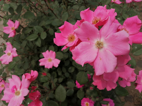 月季花玫瑰花牡丹花图