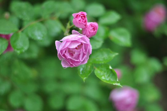 雨后蔷薇