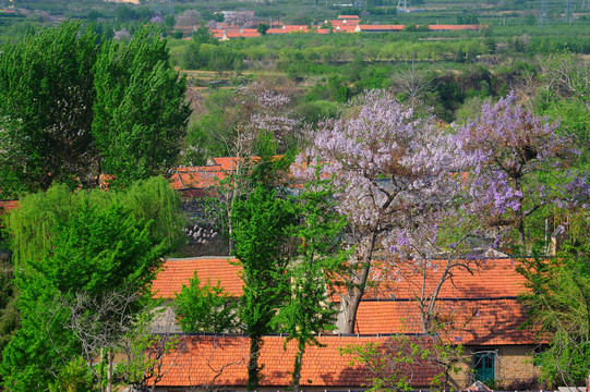 平度农村